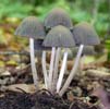 Coprinus silvaticus